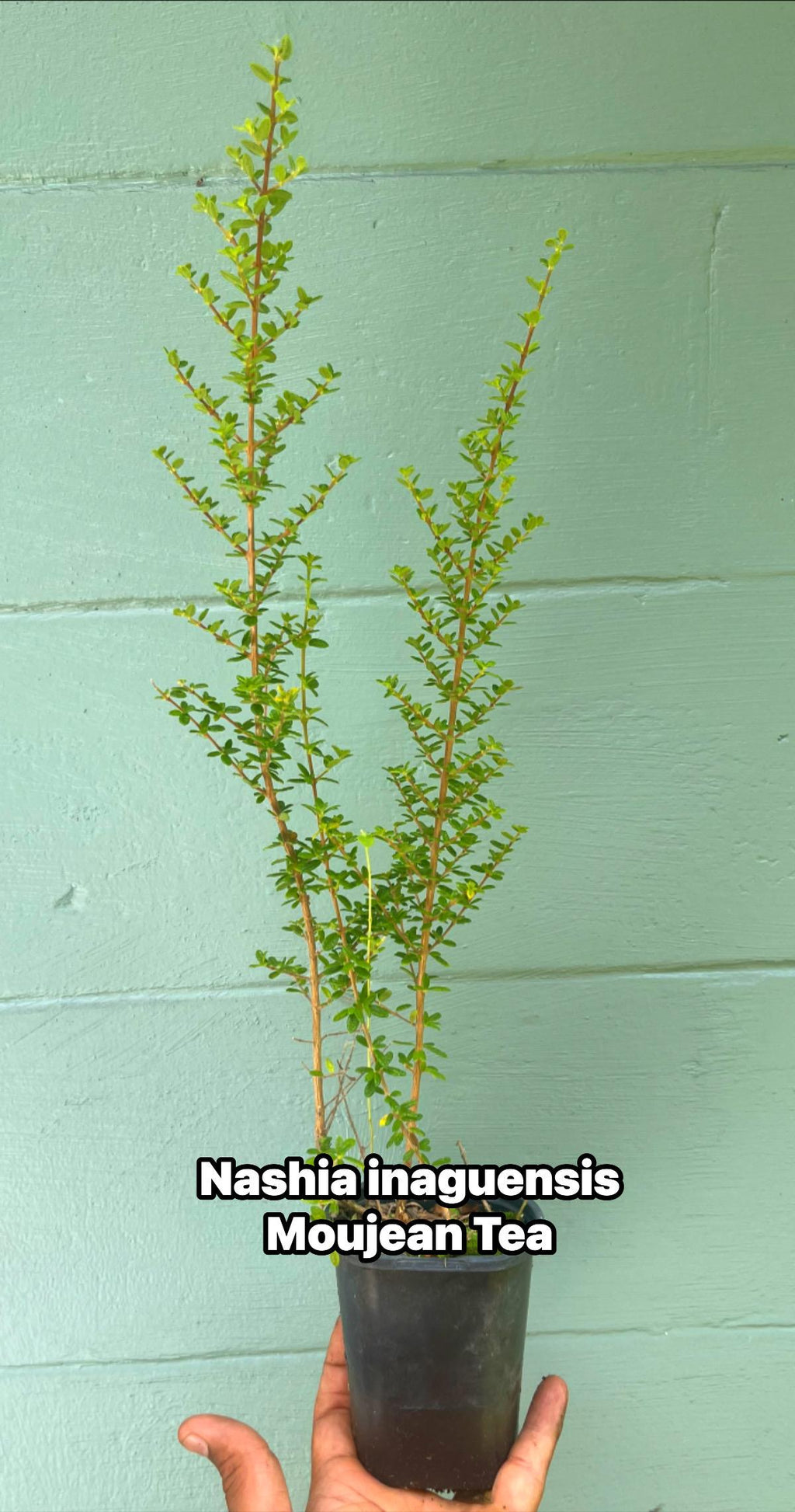 Nashia Inaguensis Live Plant | Rare Moujean Tea Herb, Fragrant Evergreen 4” Pot