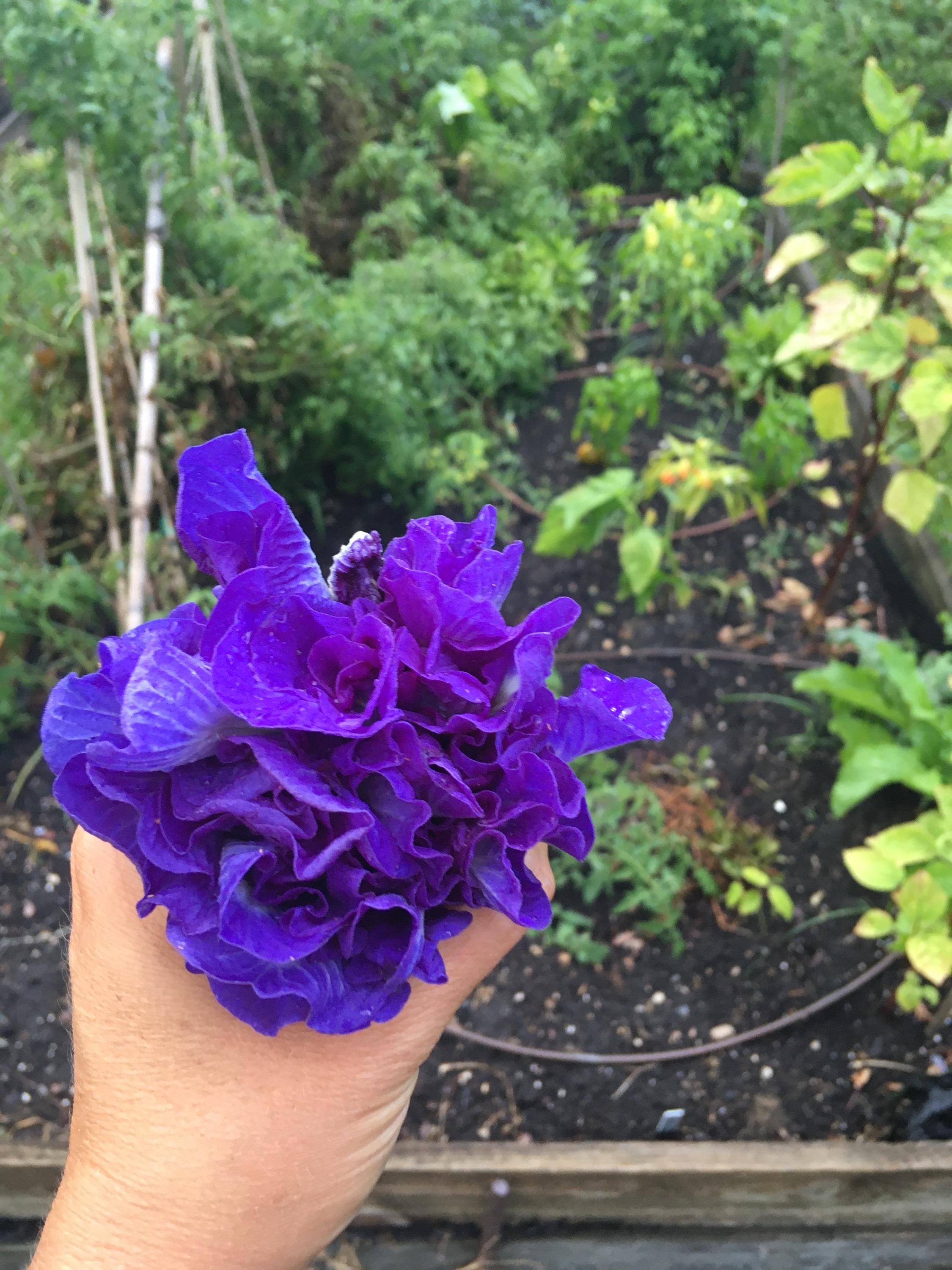 Live Butterfly Pea Plant – Clitoria ternatea | Blue Tea Vine | Pollinator-Friendly, Fast-Growing Tropical Vine