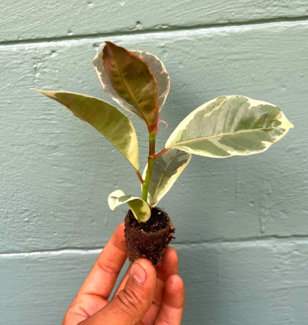 Variegated Rubber Tree 'Tineke': Easy-Care Tropical Houseplant