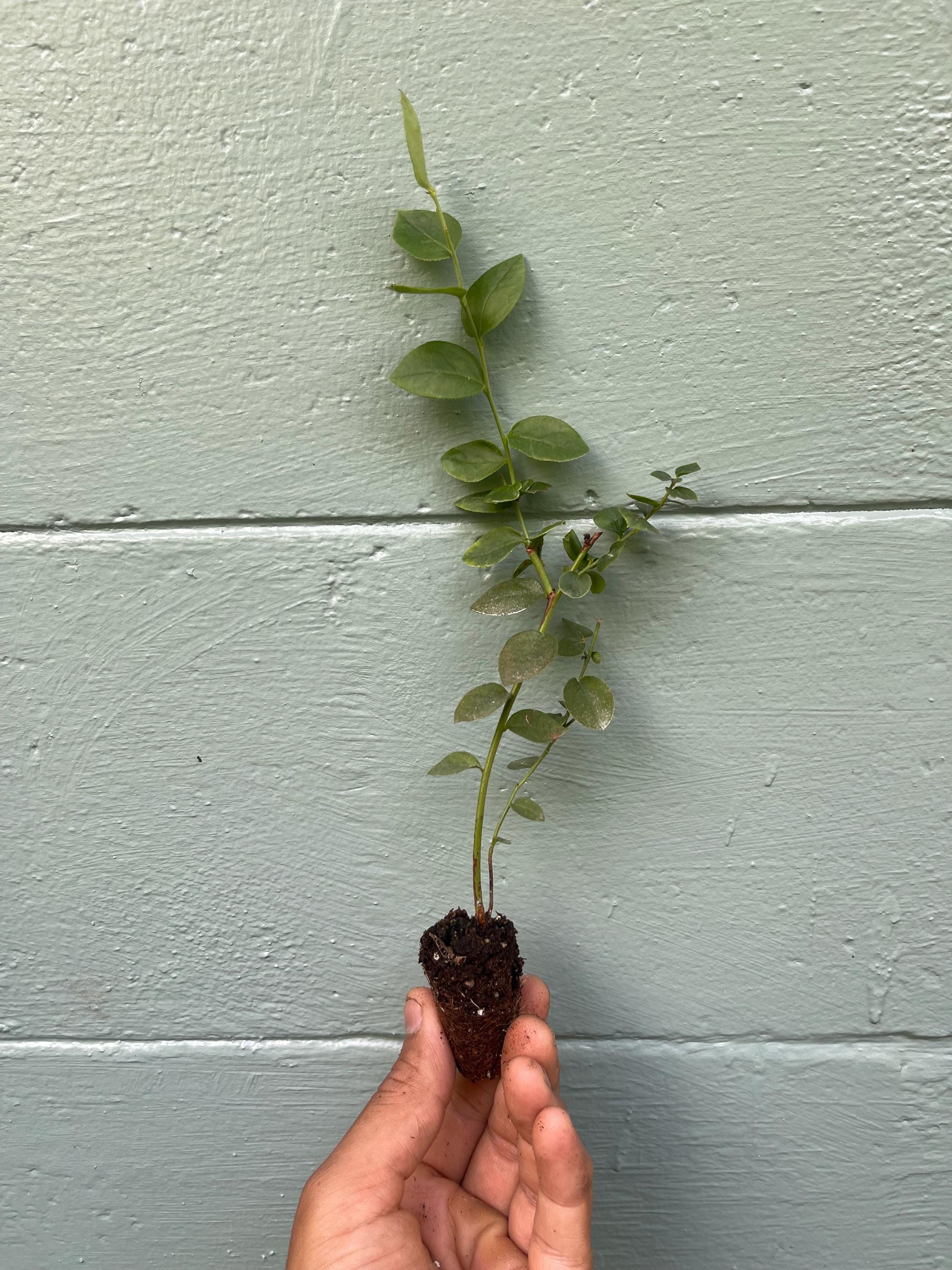 Emerald Blueberry Plant: Large Sweet Berries, Compact Shrub