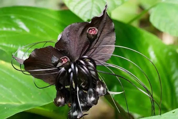 Tacca chantrieri Black Bat Flower – Rare Tropical Live Plant, 4-Inch Pot