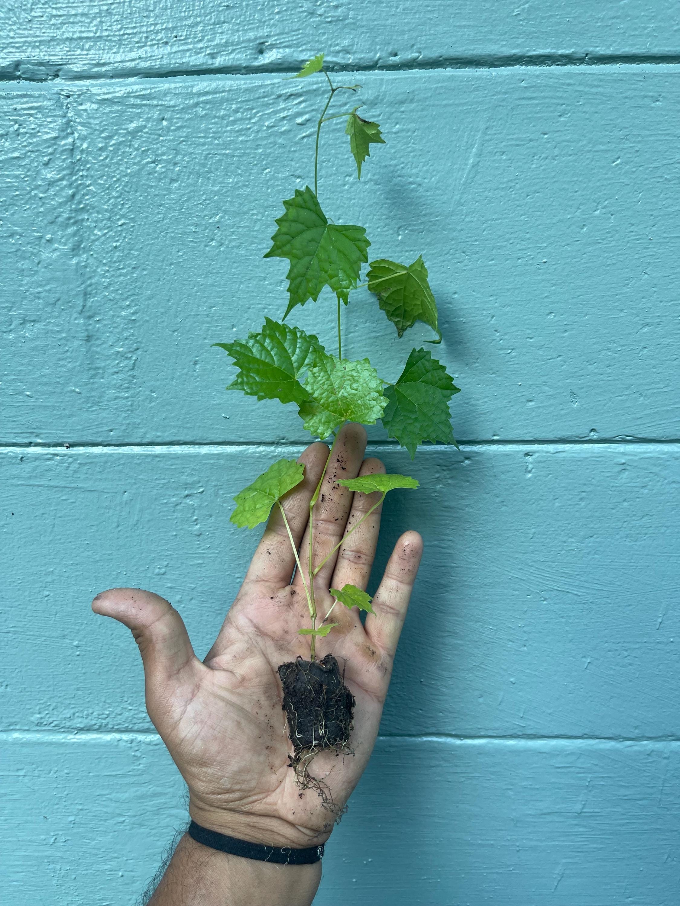 Carlos Muscadine Grape Vine: Self-Fertile Live Plant for Home Garden