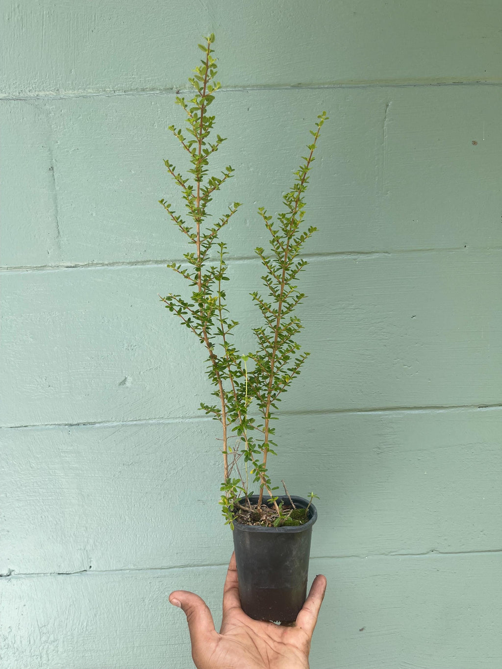 Nashia Inaguensis Live Plant | Rare Moujean Tea Herb, Fragrant Evergreen 4” Pot