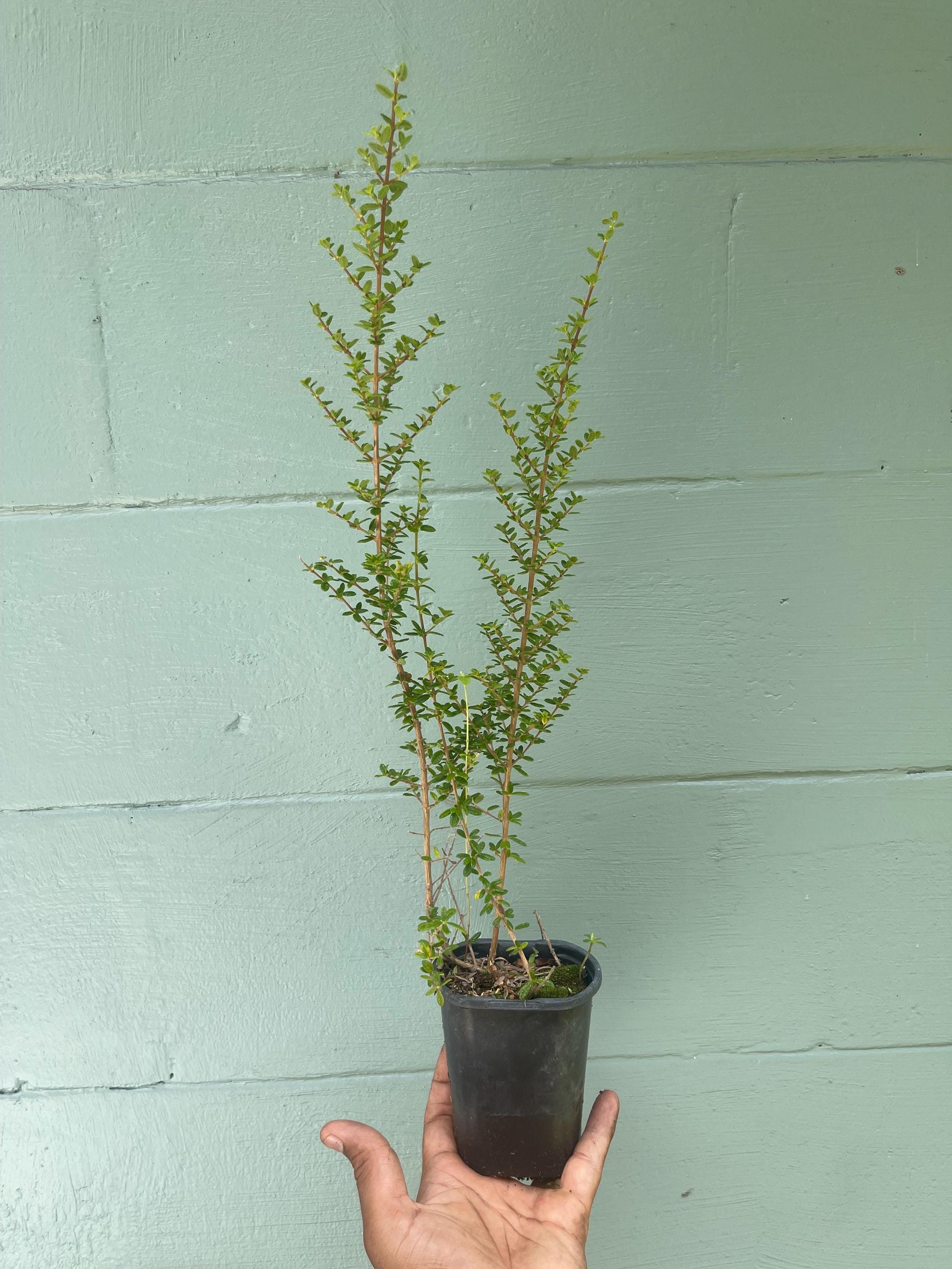 Nashia Inaguensis Live Plant | Rare Moujean Tea Herb, Fragrant Evergreen 4” Pot