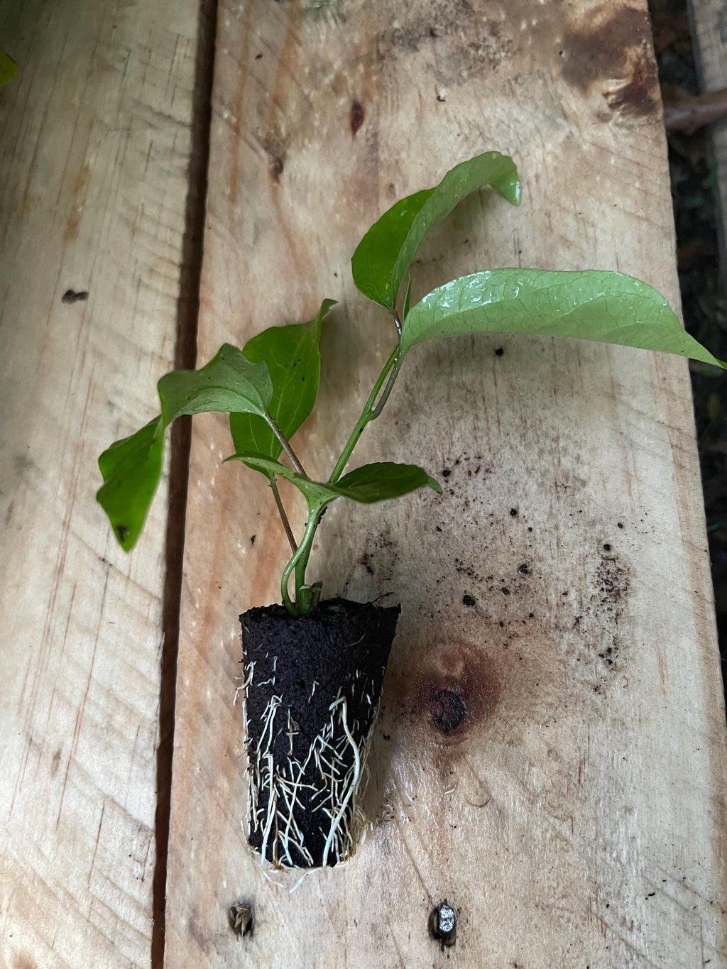 Purple Possum Passionfruit Plant | Exotic Edible Fruit Vine