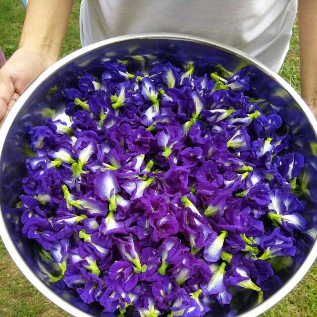 Organic Butterfly Pea Flower Tea: Natural Blue Herbal Tea