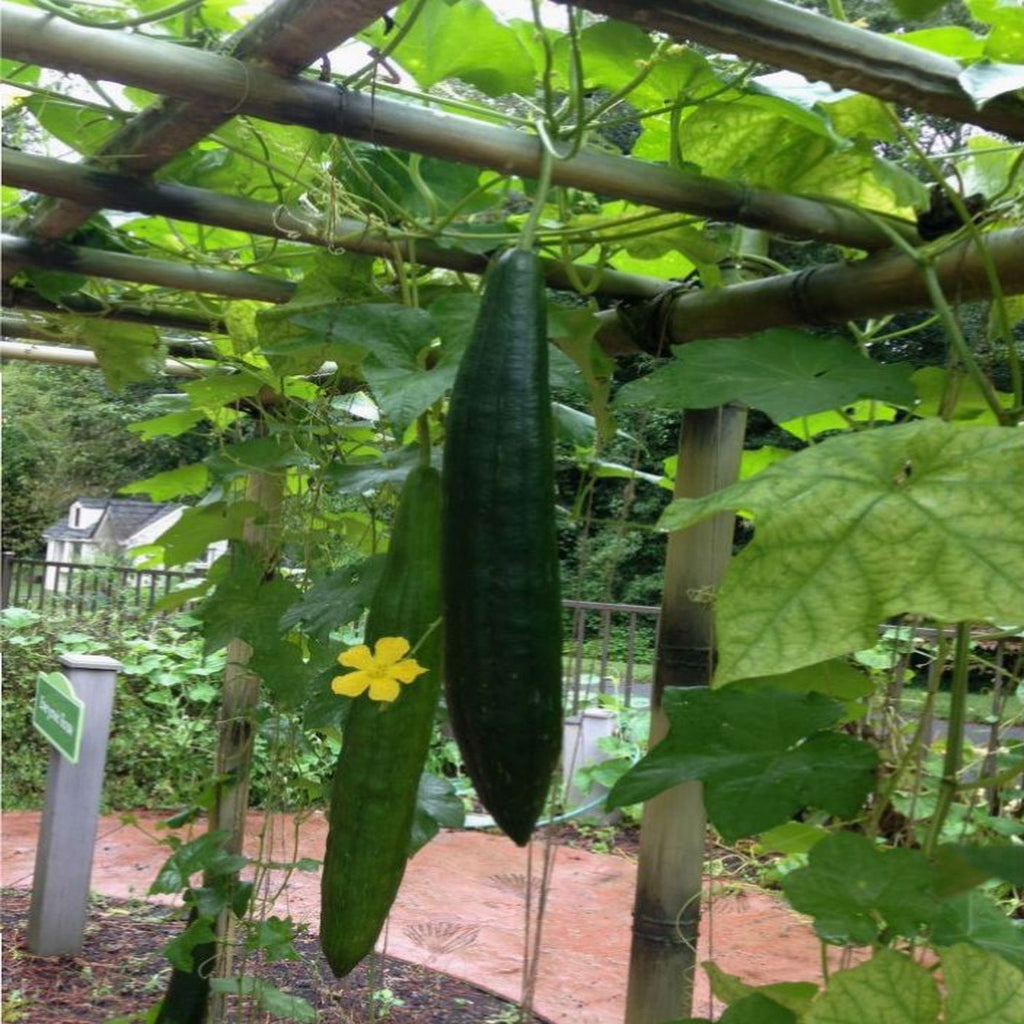Luffa Seeds For Planting