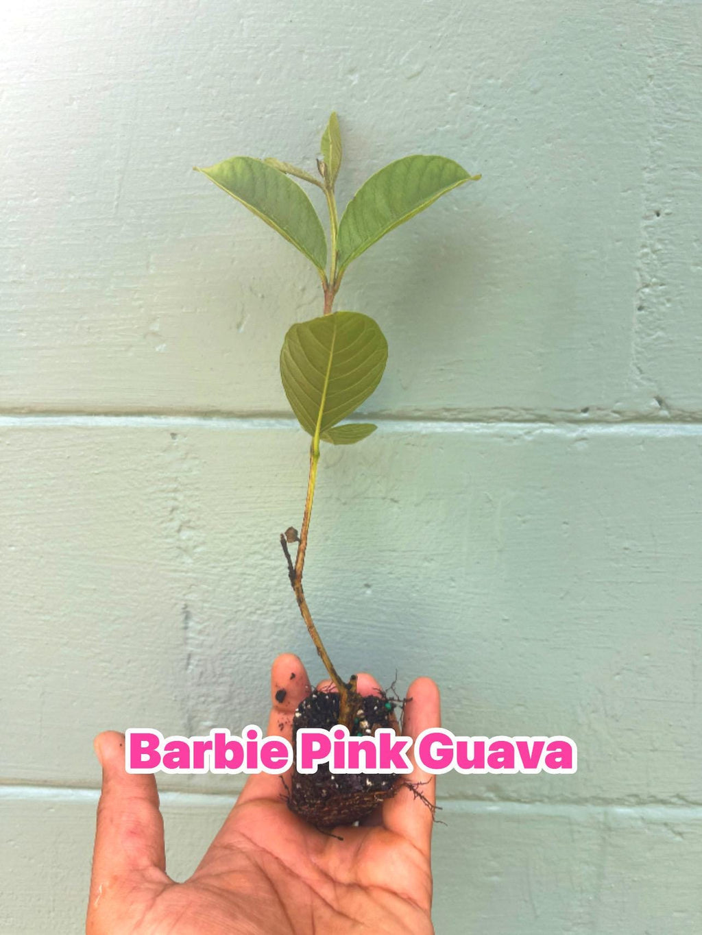 Barbie Pink Guava - Psidium guajava