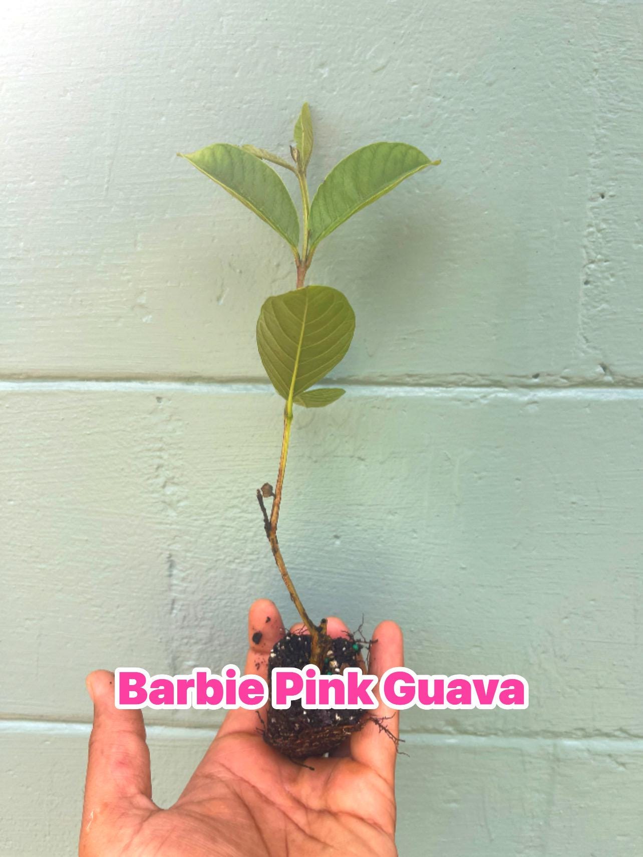 Barbie Pink Guava - Psidium guajava