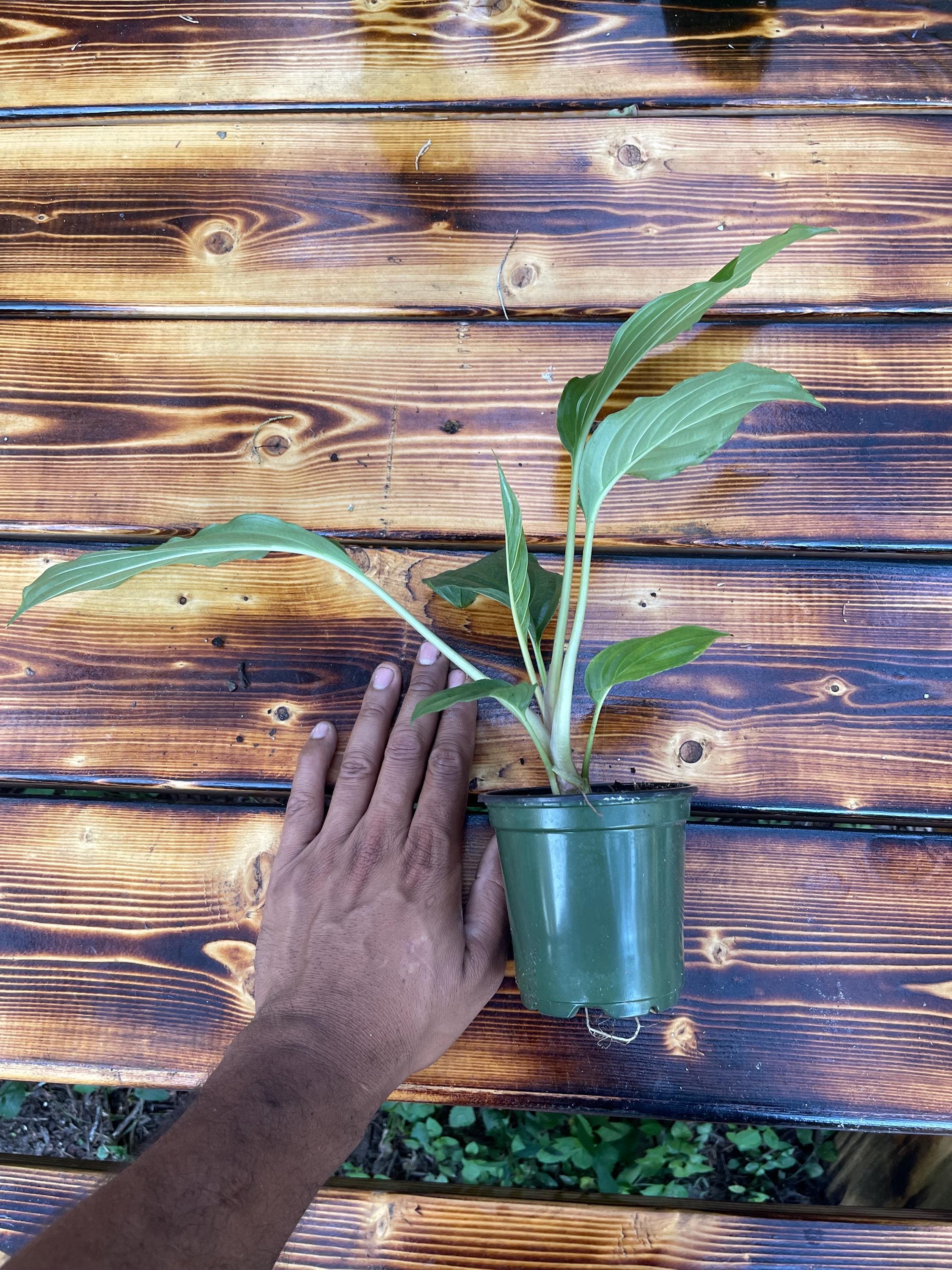 Medinilla ‘Gregori Hambali’ Rare Tropical Plant – Pink Blooms, 4-Inch Pot