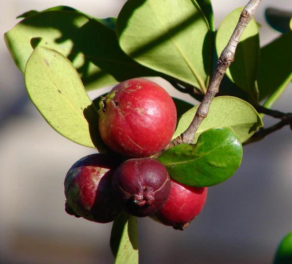 Live Strawberry Guava Tree: Rare Tropical Fruit Plant