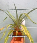 Golden Pineapple Plant – 4” Live Plant | Tropical Indoor Houseplant | Sweet Fruit Variety | Easy Grower