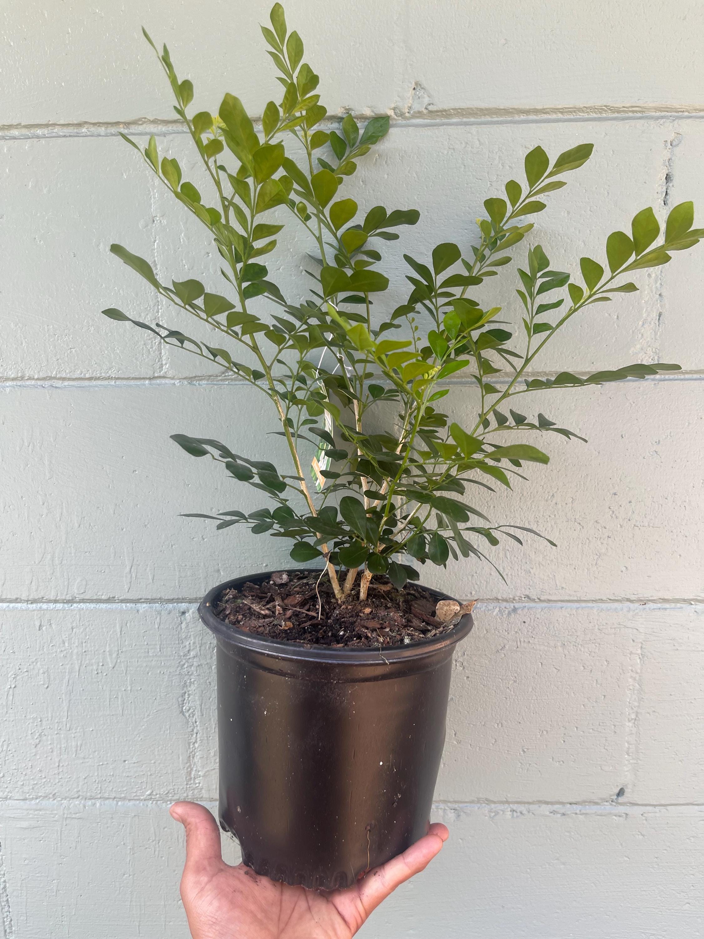 Orange Jasmine Plant (Murraya paniculata) | Fragrant Evergreen | Citrus-Scented White Flowers | 1 gallon size