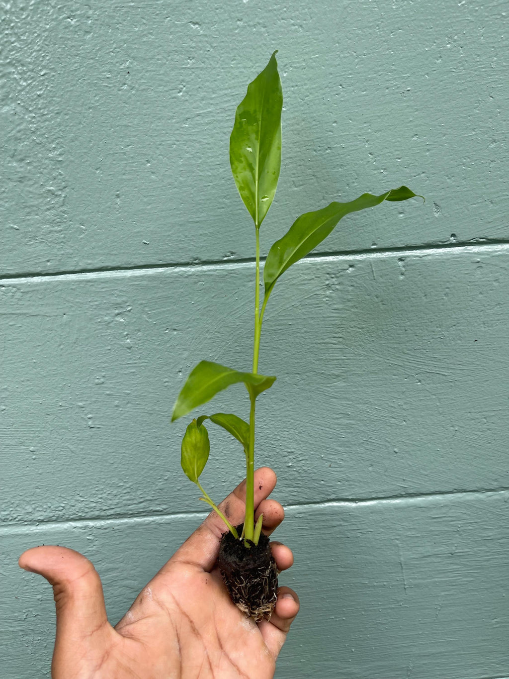 Galangal Plant: Fresh Thai Ginger