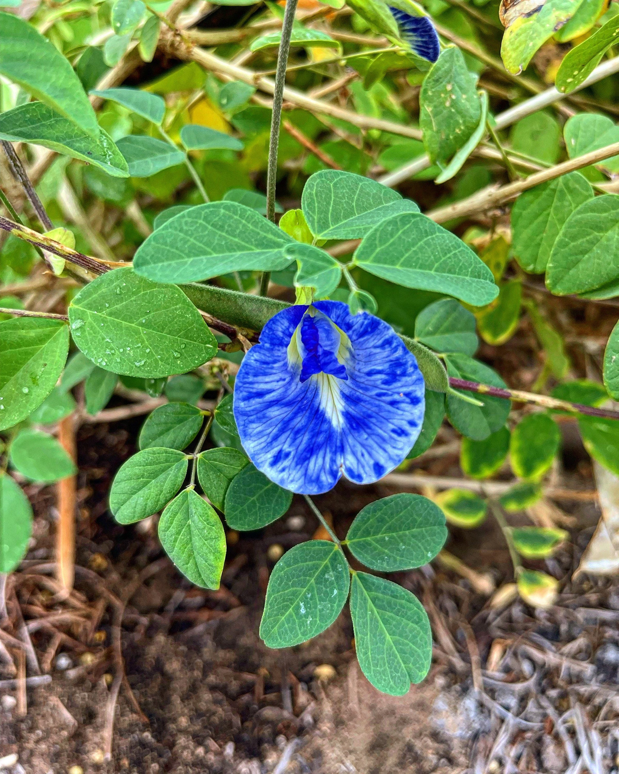 Butterfly pea flower seeds