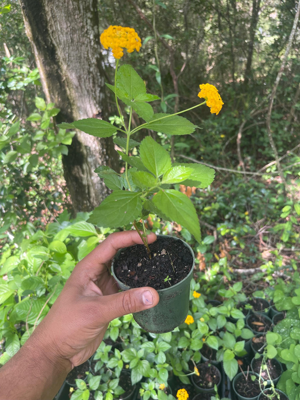 Chapel Hill Yellow Lantana Live Plant – Pollinator Magnet, Heat Tolerant Blooms
