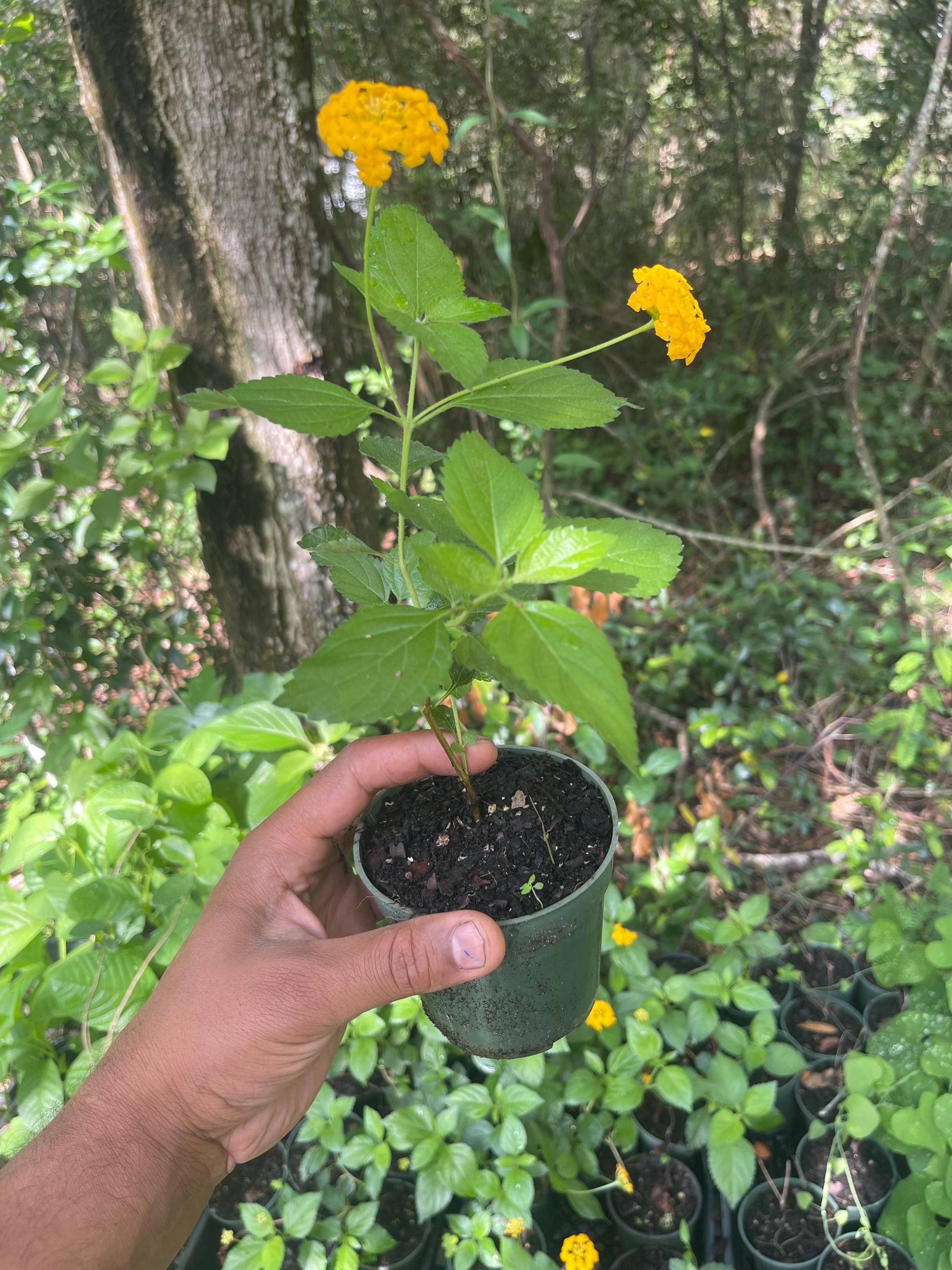 Chapel Hill Yellow Lantana Live Plant – Pollinator Magnet, Heat Tolerant Blooms