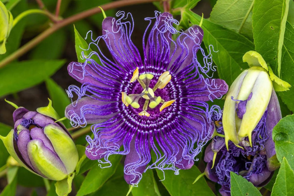 Native passionflower seeds