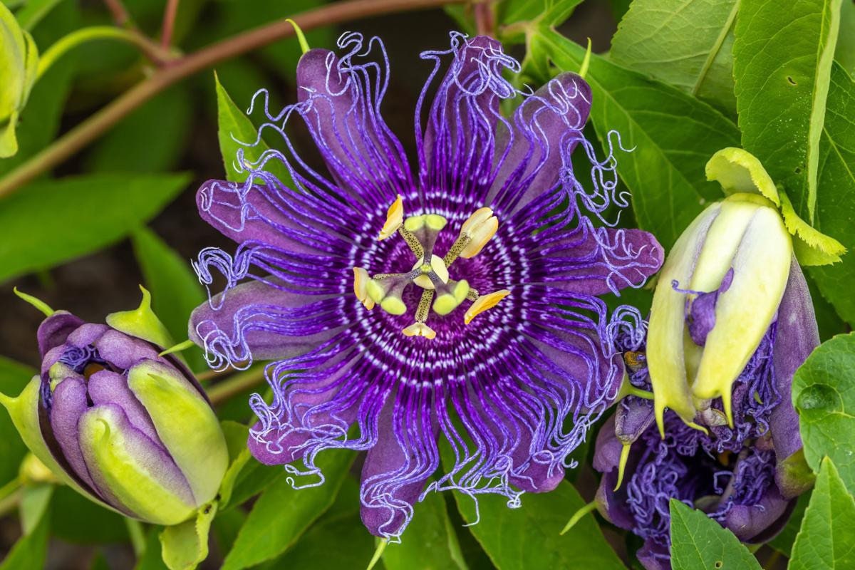 Native passionflower seeds