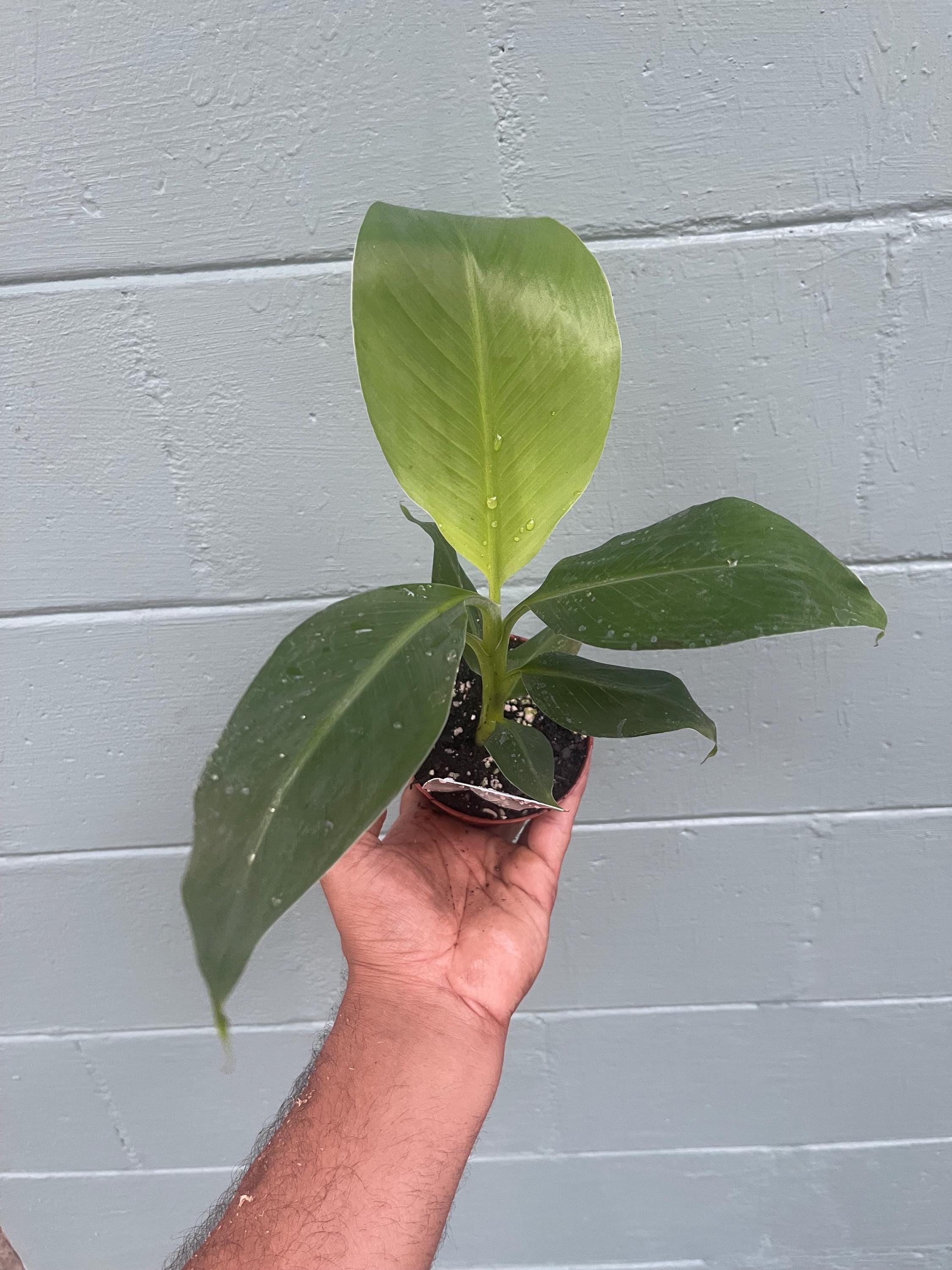 Musa Truly Tiny -the smallest edible banana variety