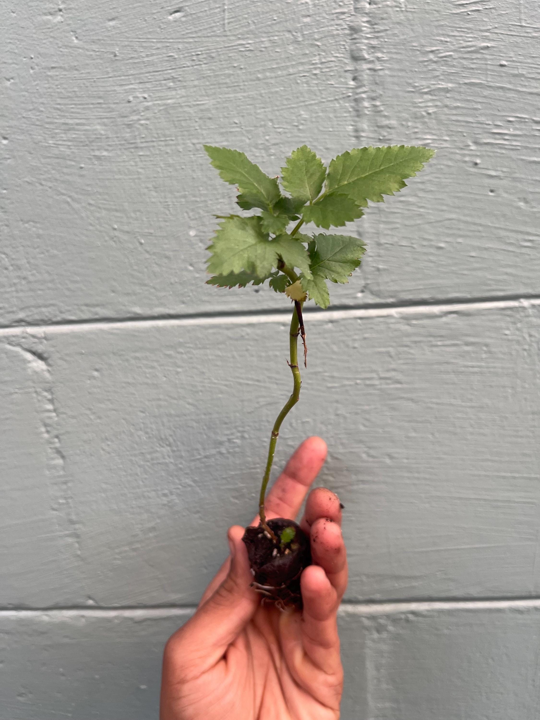 Prime-Ark® Freedom Thornless Blackberry – Live Plant – Primocane Fruiting
