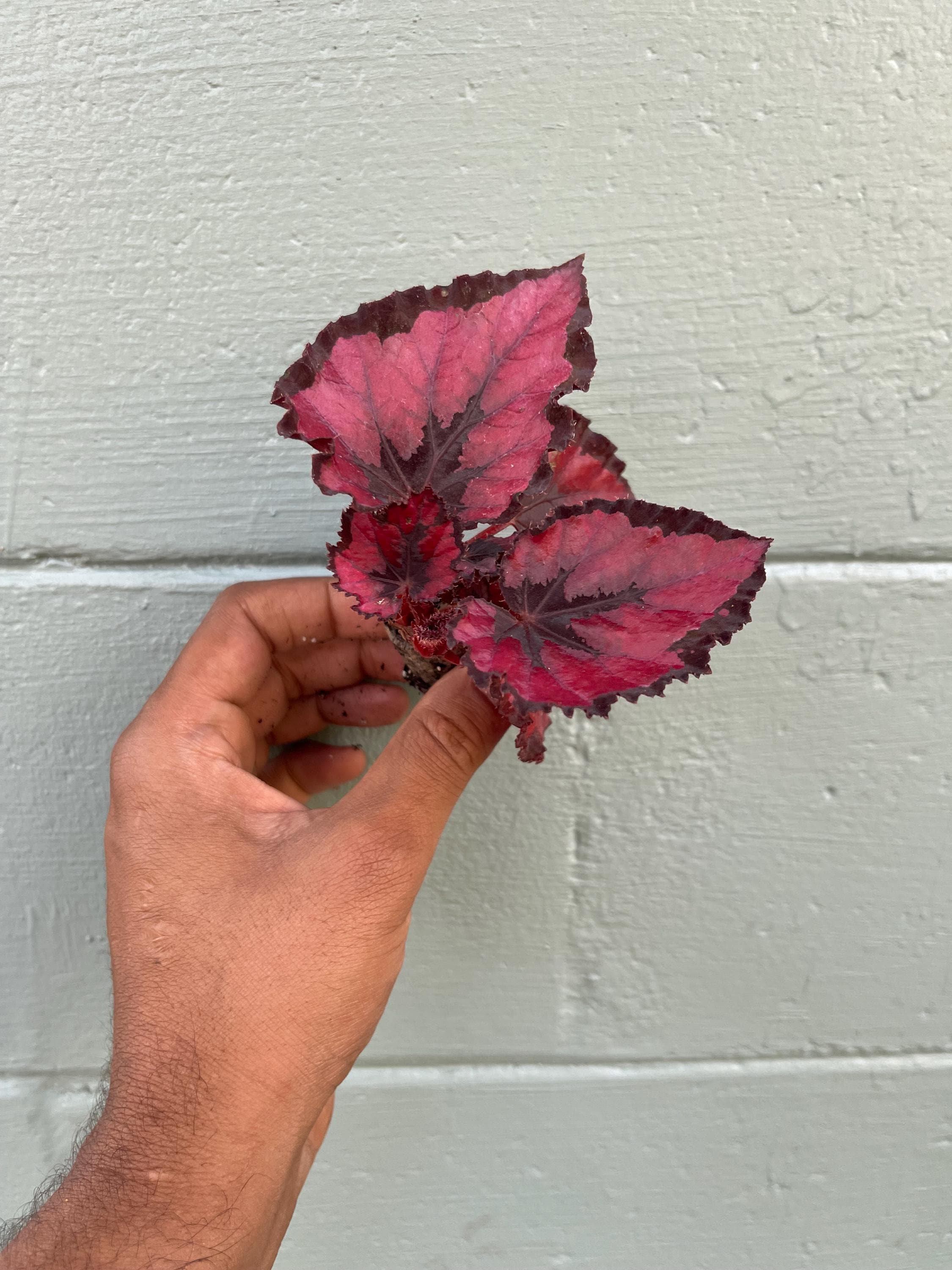 Beautiful Begonia Harmony’s ‘Red Robin’, Perfect for Indoor Gardening or Plant Lover Gift
