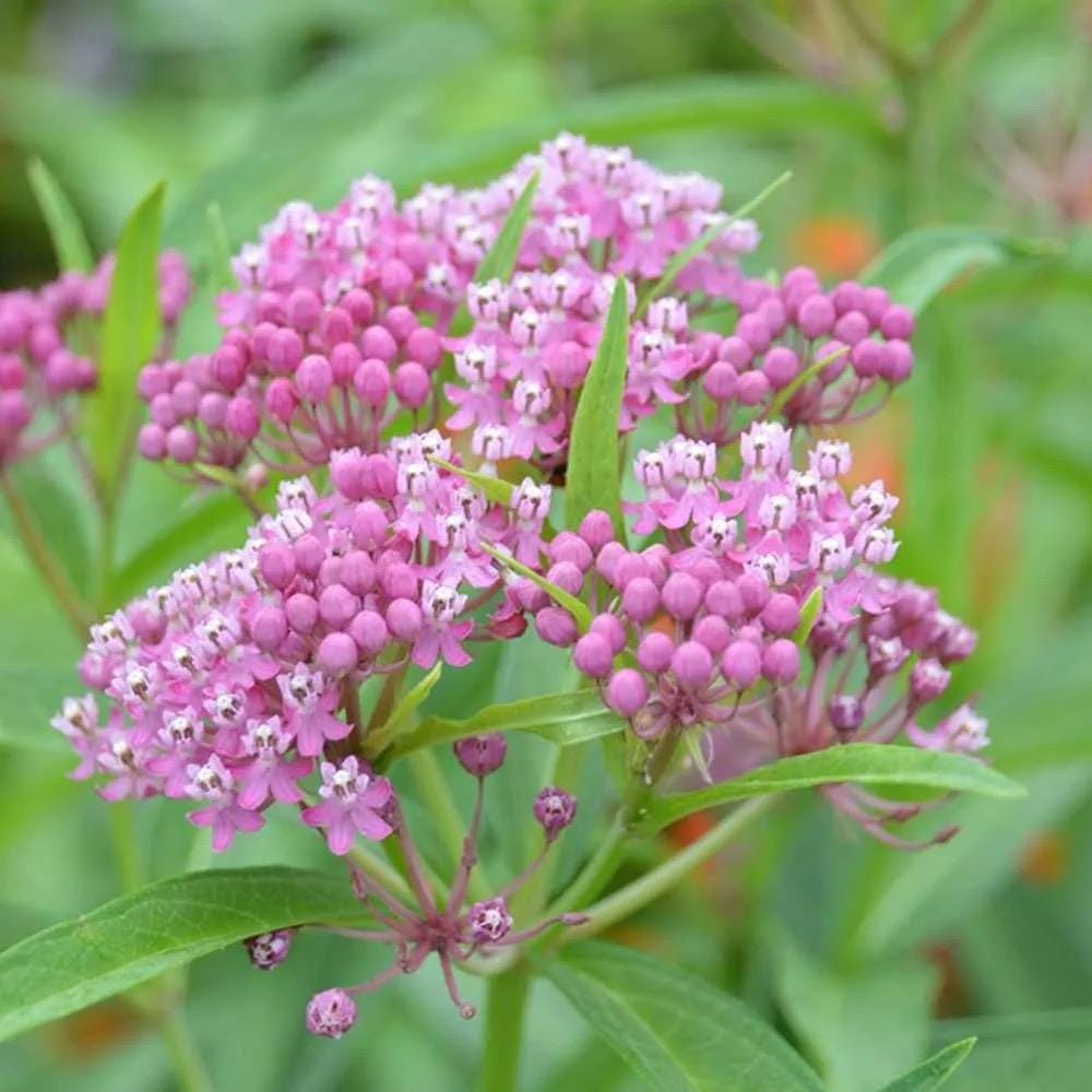 Swamp Milkweed (Asclepias incarnata) – Live Plant