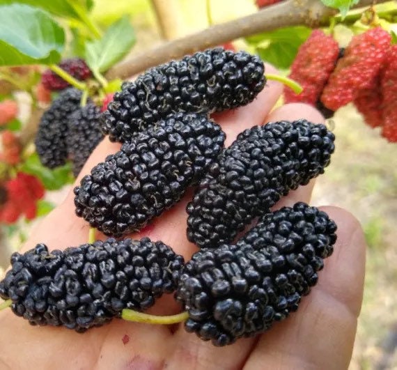 Dwarf everbearing Mulberry plants