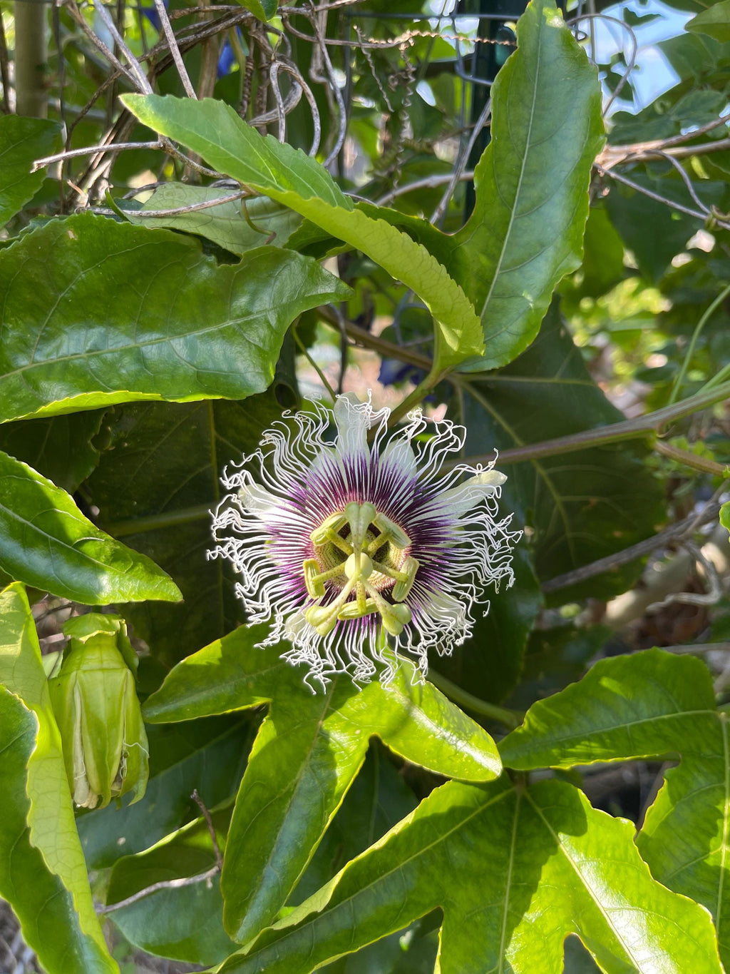 Purple possum passionfruit seeds