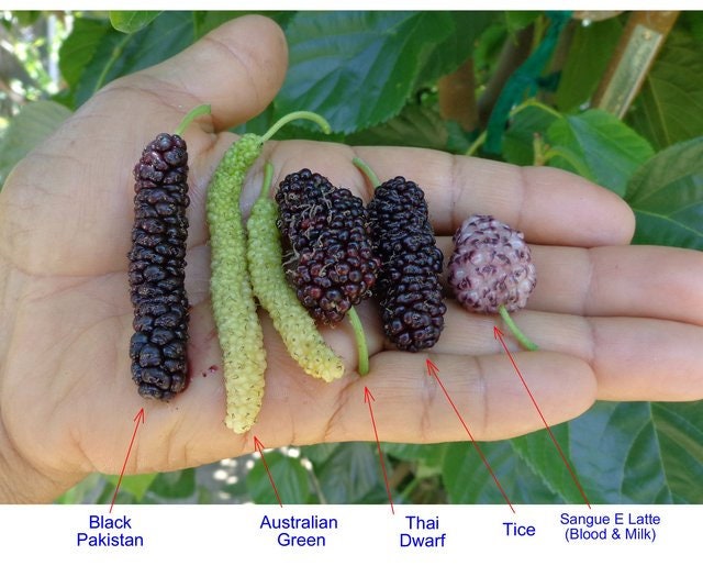Pakistan Mulberry tree