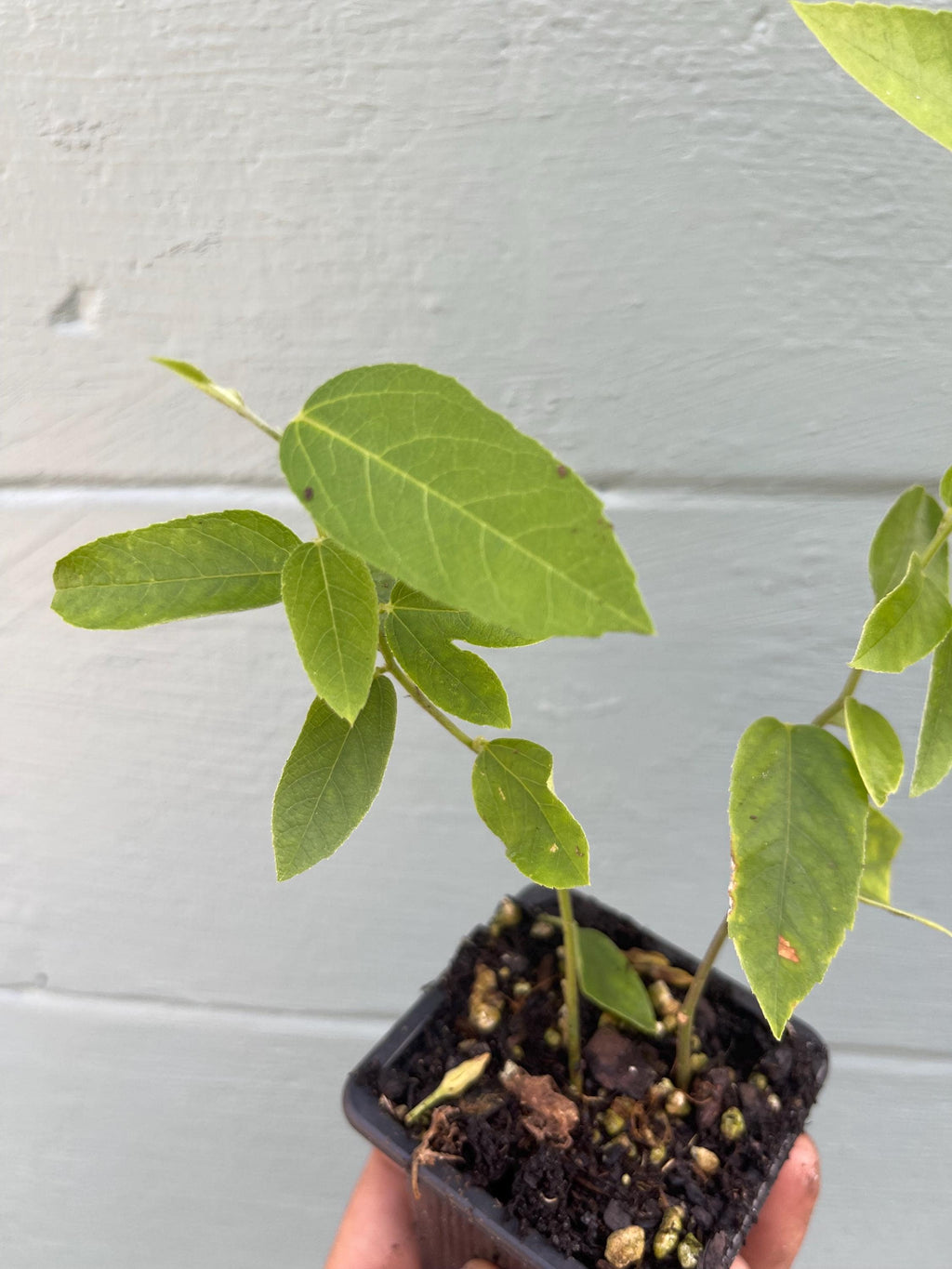 Passiflora ‘Lady Margaret’ – Red Passionflower Vine | Exotic Flowering Vine | Pollinator Friendly