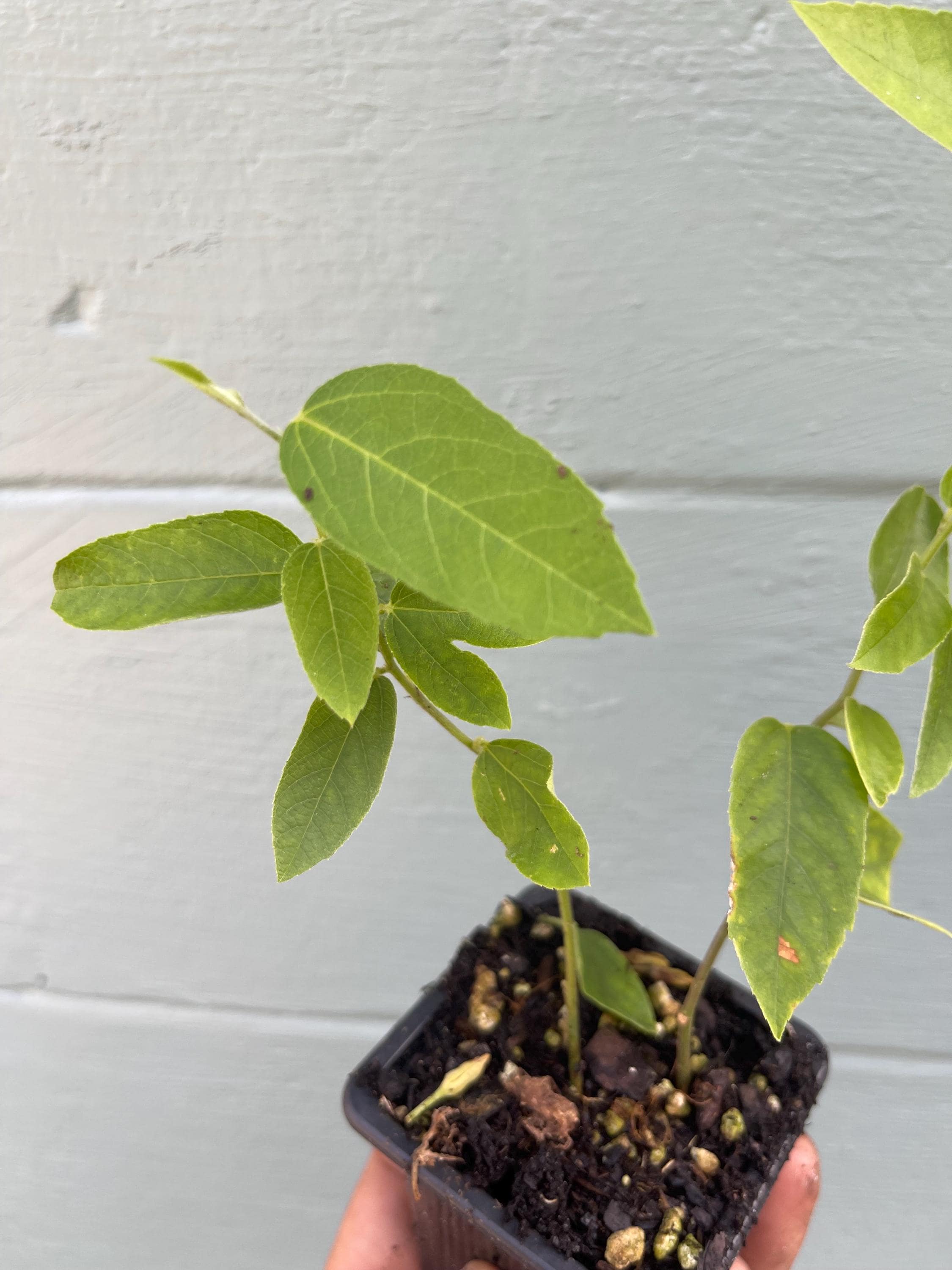 Passiflora ‘Lady Margaret’ – Red Passionflower Vine | Exotic Flowering Vine | Pollinator Friendly