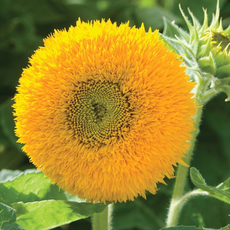 Dwarf Teddy Bear Sunflower Seeds: Easy Grow, Container Garden