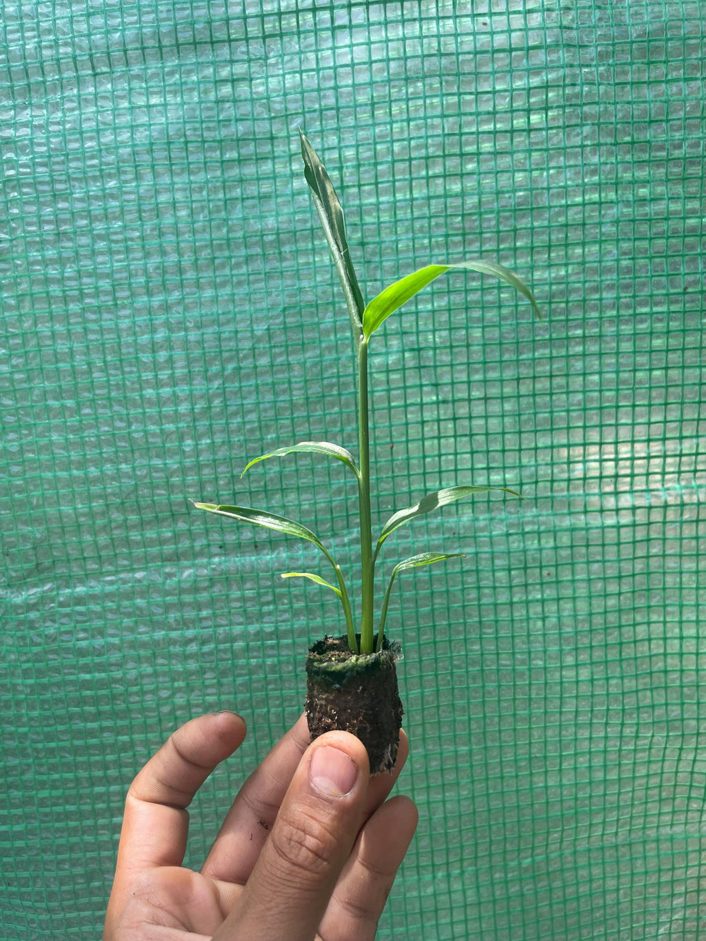 Edible Ginger Plant Plugs – Culinary Zingiber officinale Starter Rhizome