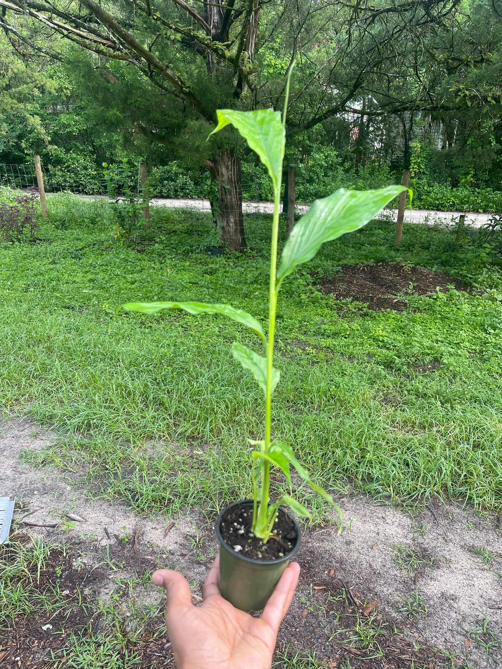Live Cardamom Plant: Elettaria cardamomum, Rare Spice - 15+” Tall