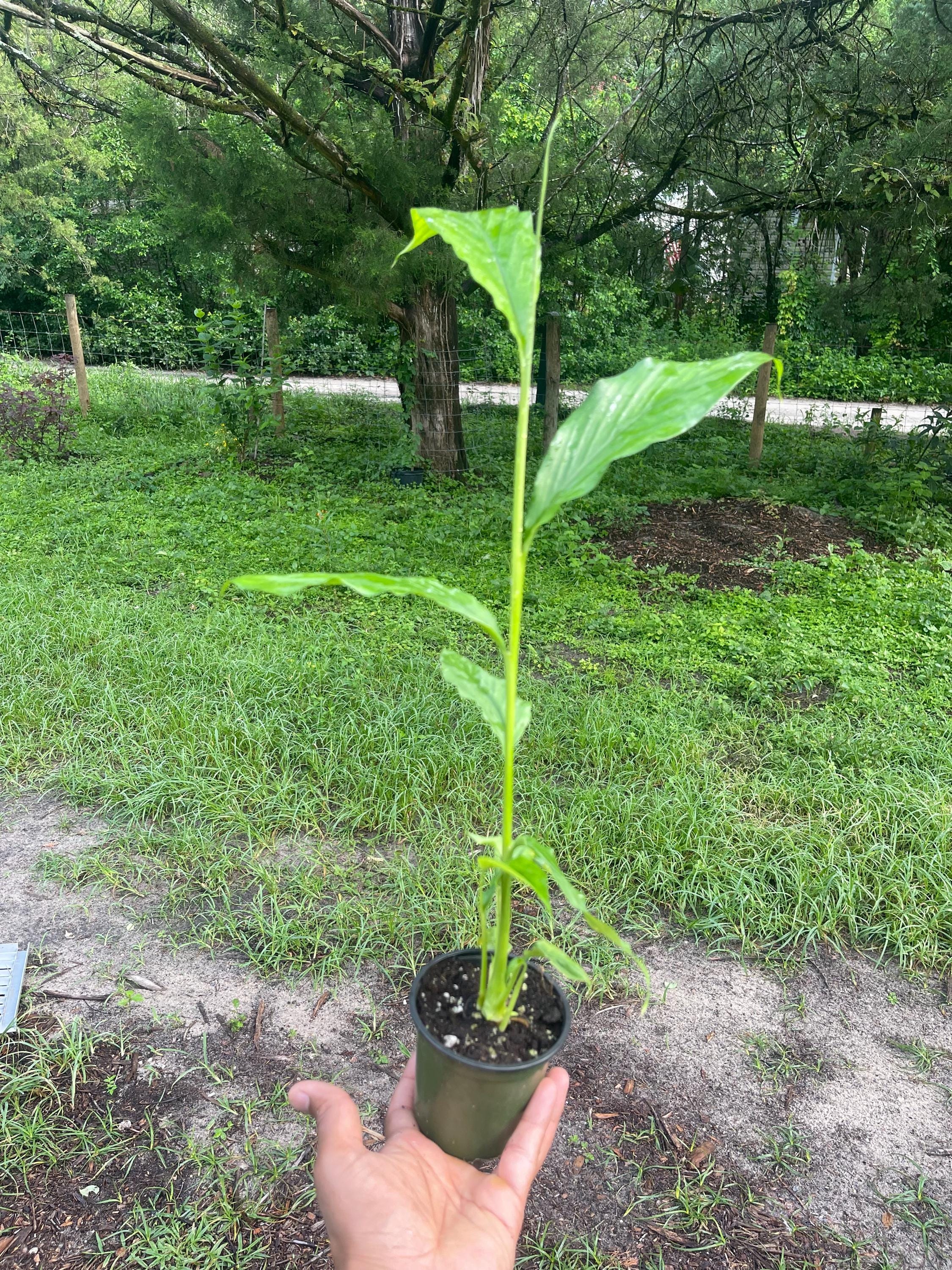 Live Cardamom Plant: Elettaria cardamomum, Rare Spice - 15+” Tall