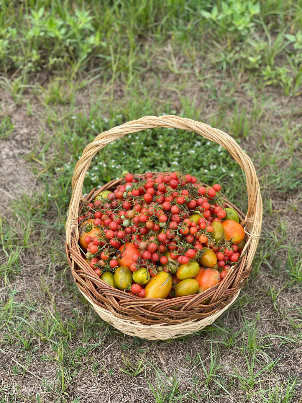 FL everglades tomato seeds