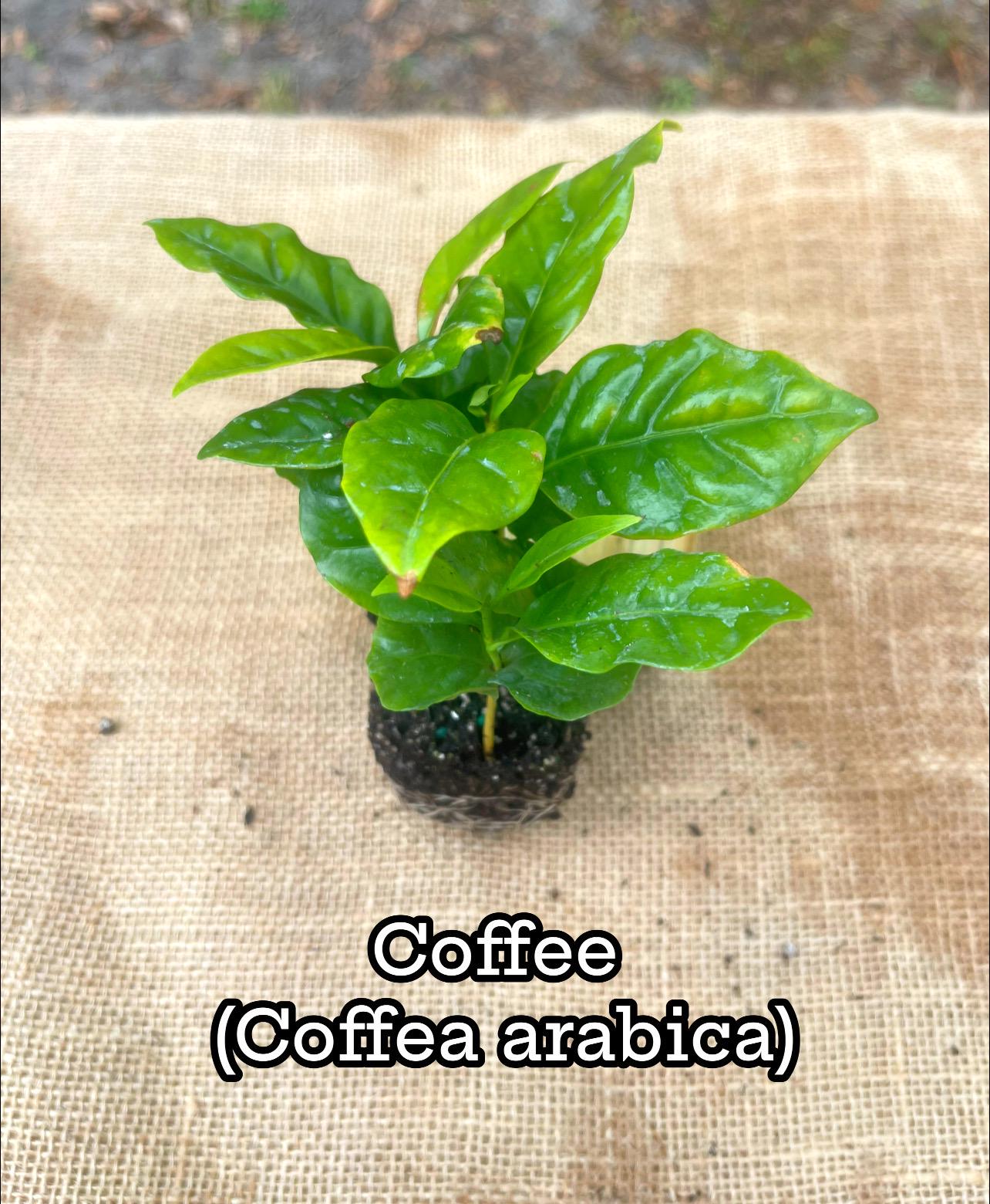 Coffea Arabica Coffee Plant: Live Indoor Houseplant, Easy Care