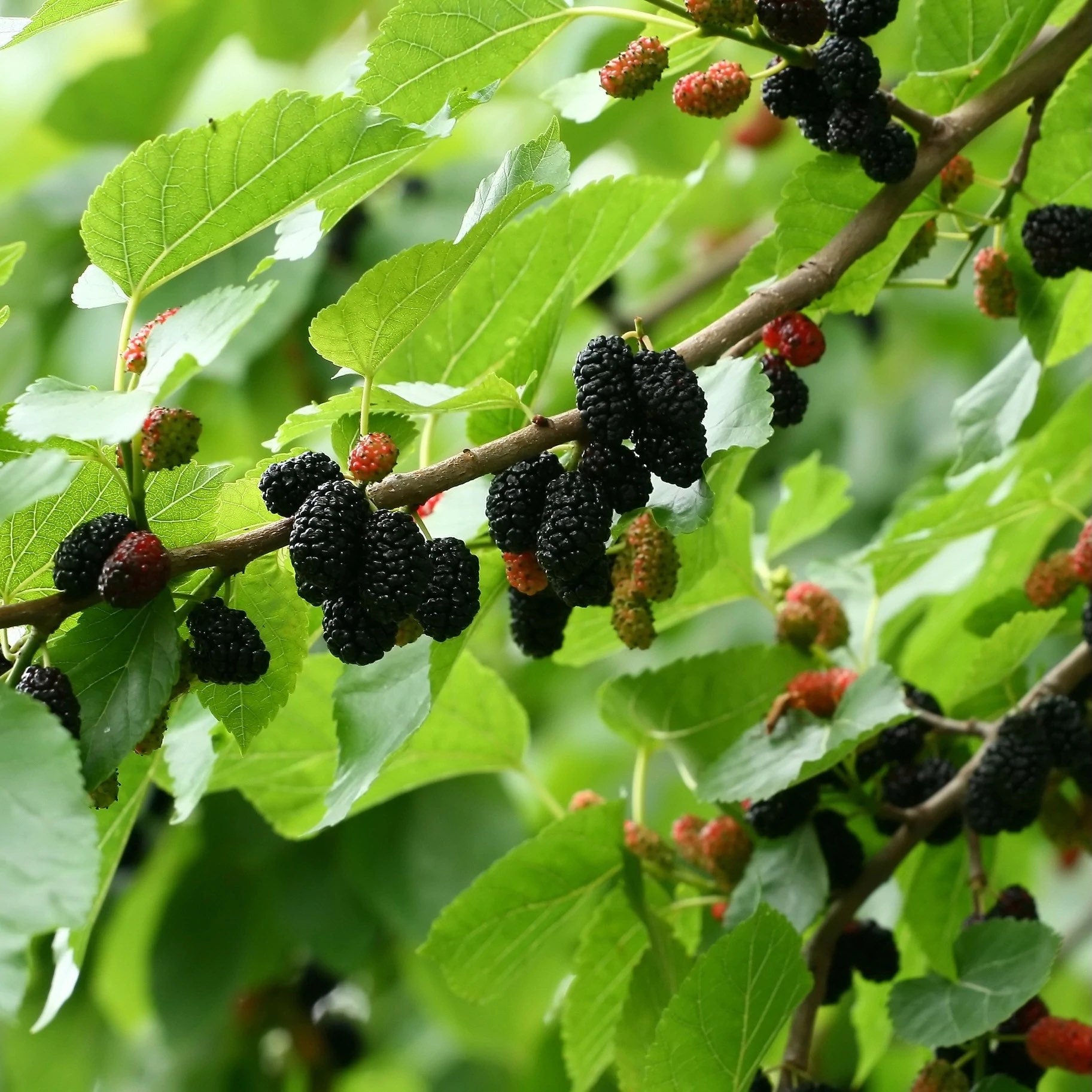Dwarf everbearing Mulberry plants