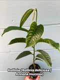 Live Rollinia Fruit Tree (Rollinia deliciosa) – Rare Tropical Plant, Biriba