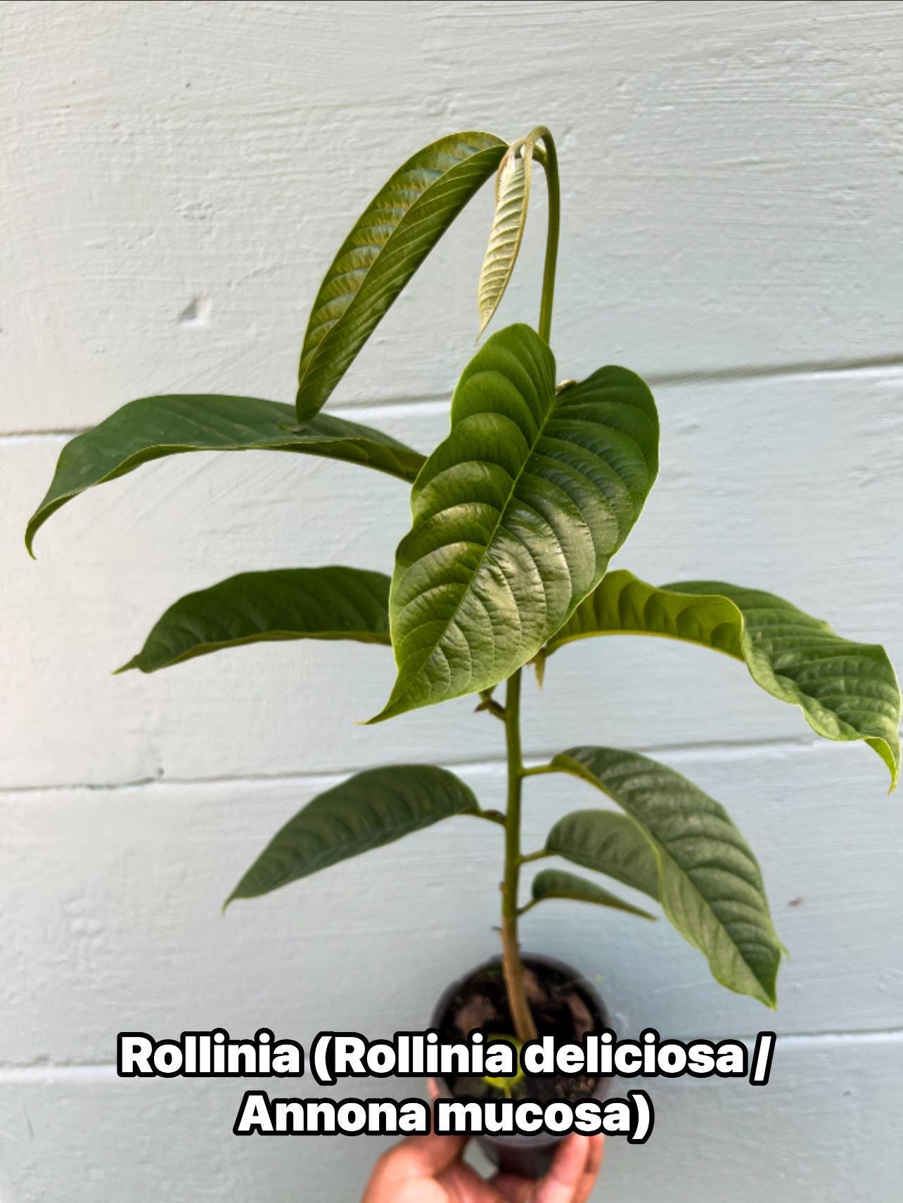 Live Rollinia Fruit Tree (Rollinia deliciosa) – Rare Tropical Plant, Biriba