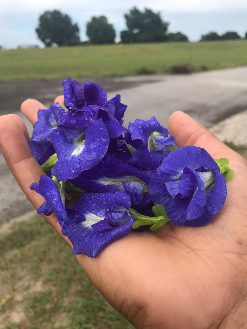Live Butterfly Pea Plant – Clitoria ternatea | Blue Tea Vine | Pollinator-Friendly, Fast-Growing Tropical Vine