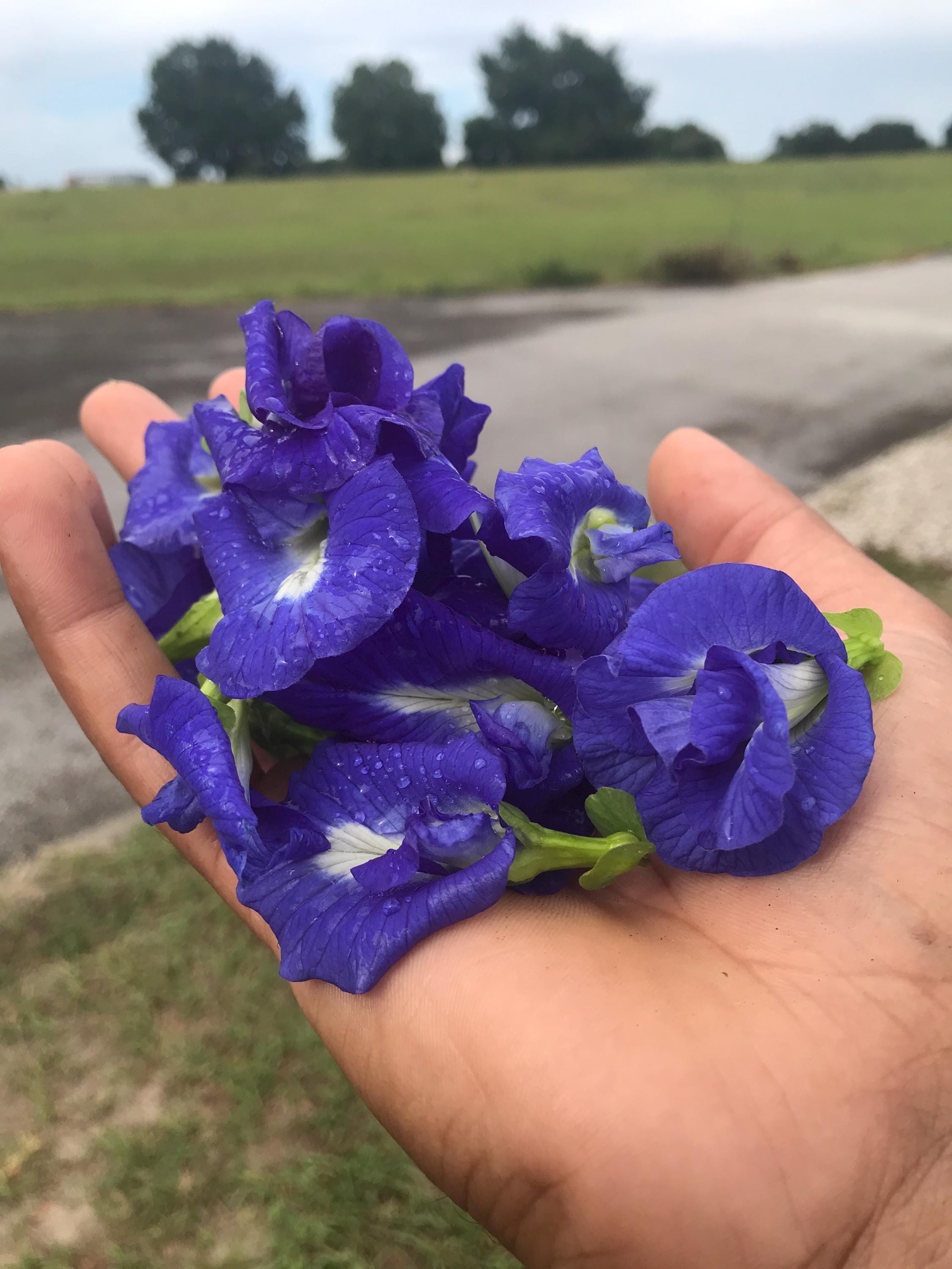 Live Butterfly Pea Plant – Clitoria ternatea | Blue Tea Vine | Pollinator-Friendly, Fast-Growing Tropical Vine