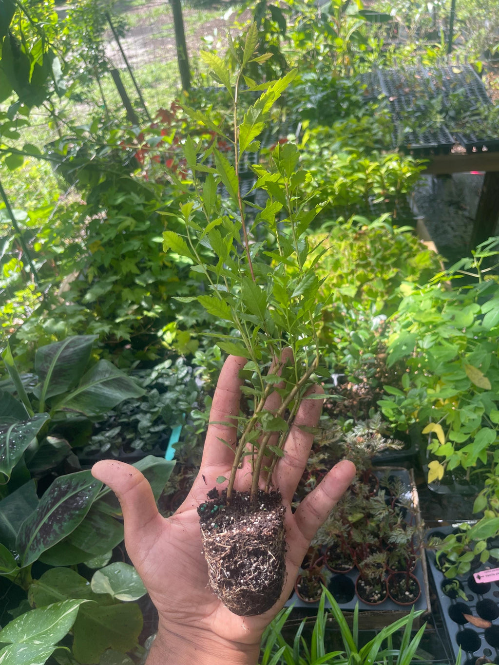 Southern Wax Myrtle (Myrica cerifera) – Evergreen Shrub for Wildlife, Candlemaking, and Culinary Use