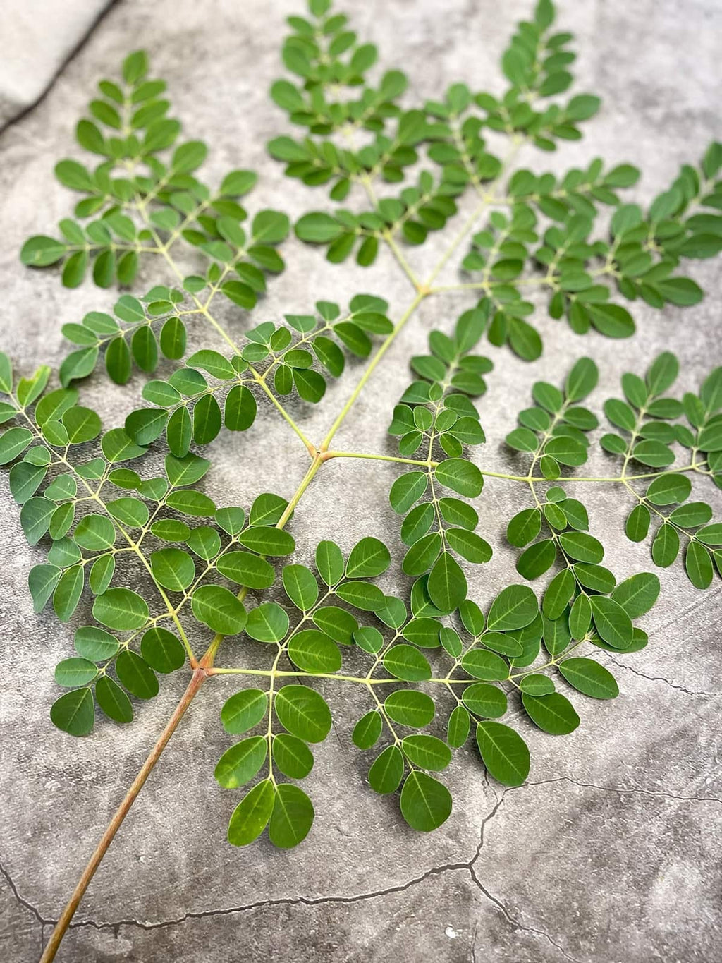 Moringa Seedling Plant for Garden & Health Benefits | Fast Growing Superfood Tree Starter Kit