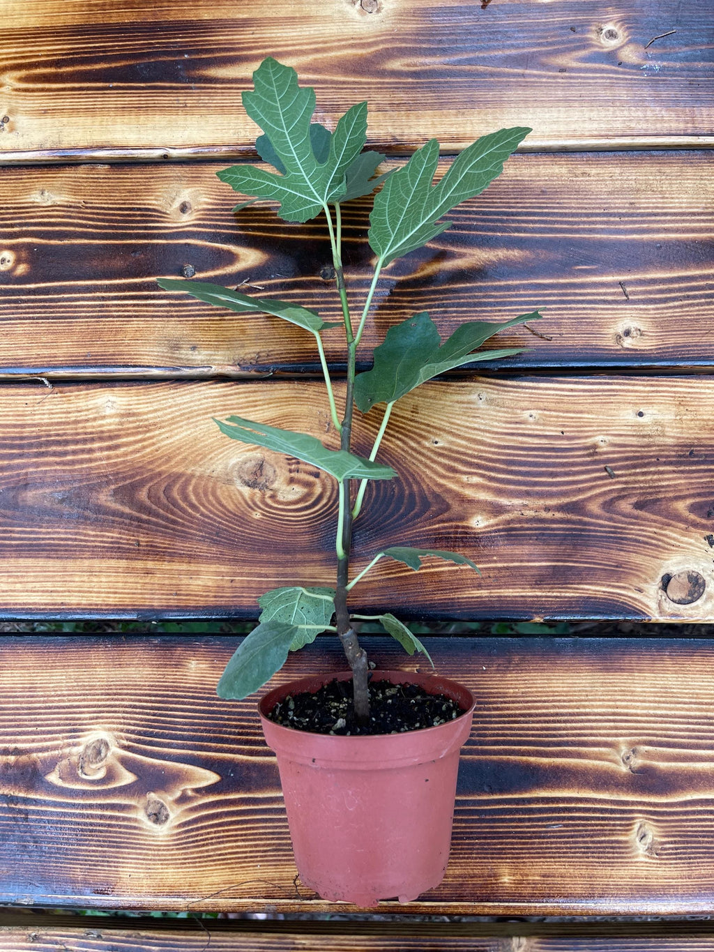Brown Turkey Fig Tree – Live Plant – Sweet Fruit Tree for Home Gardens