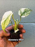 Rare Monstera Mint Variegated Live Plant | Collector plant | Unique Green & Mint Variegation