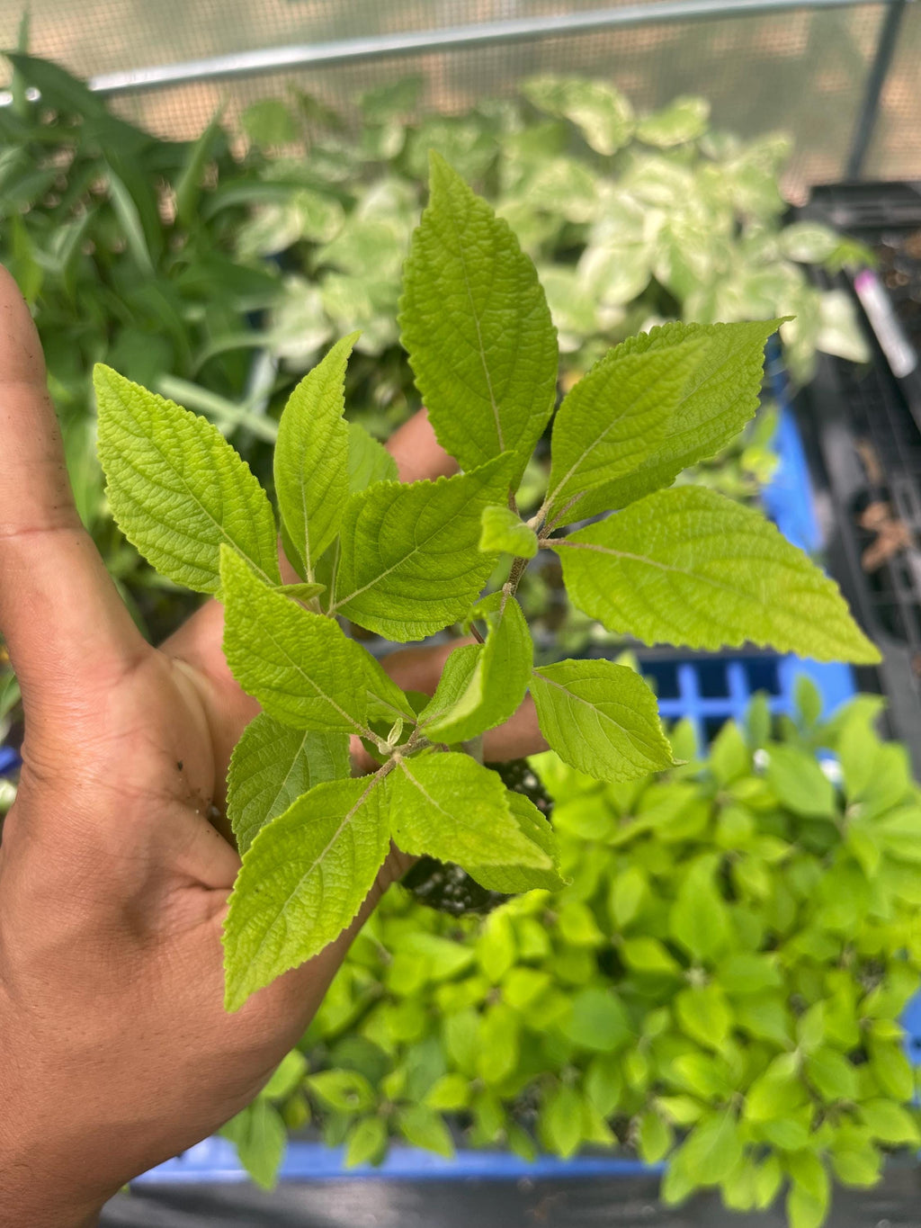 American Beautyberry (Callicarpa americana) – Live Native Berry Shrub – Pollinator Friendly – Edible Landscape Plant