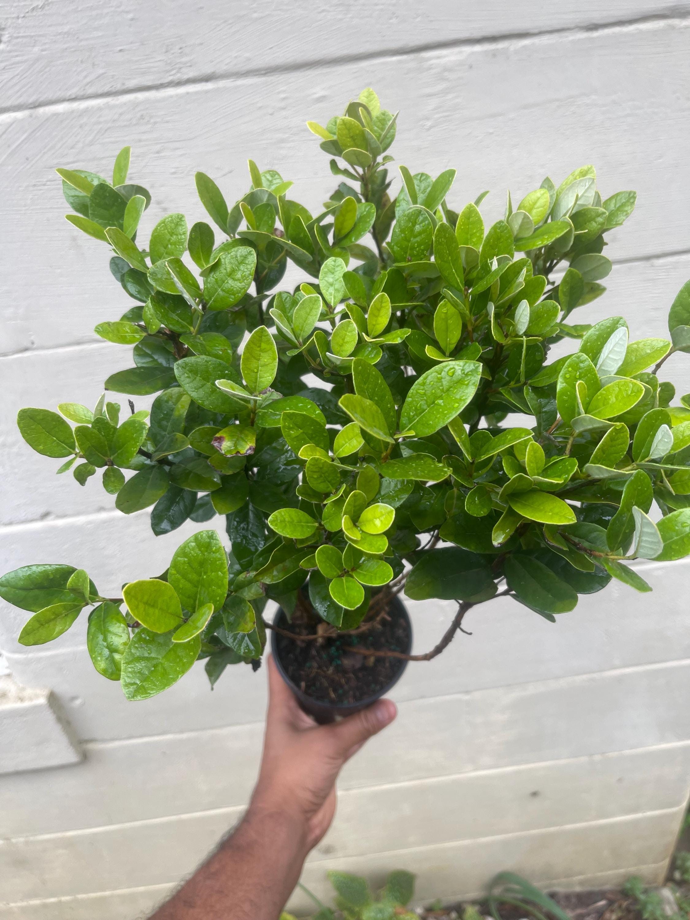 Pineapple Guava Live Plants – Acca Sellowiana Fruit Shrub, Evergreen, Edible & Ornamental Garden Bush