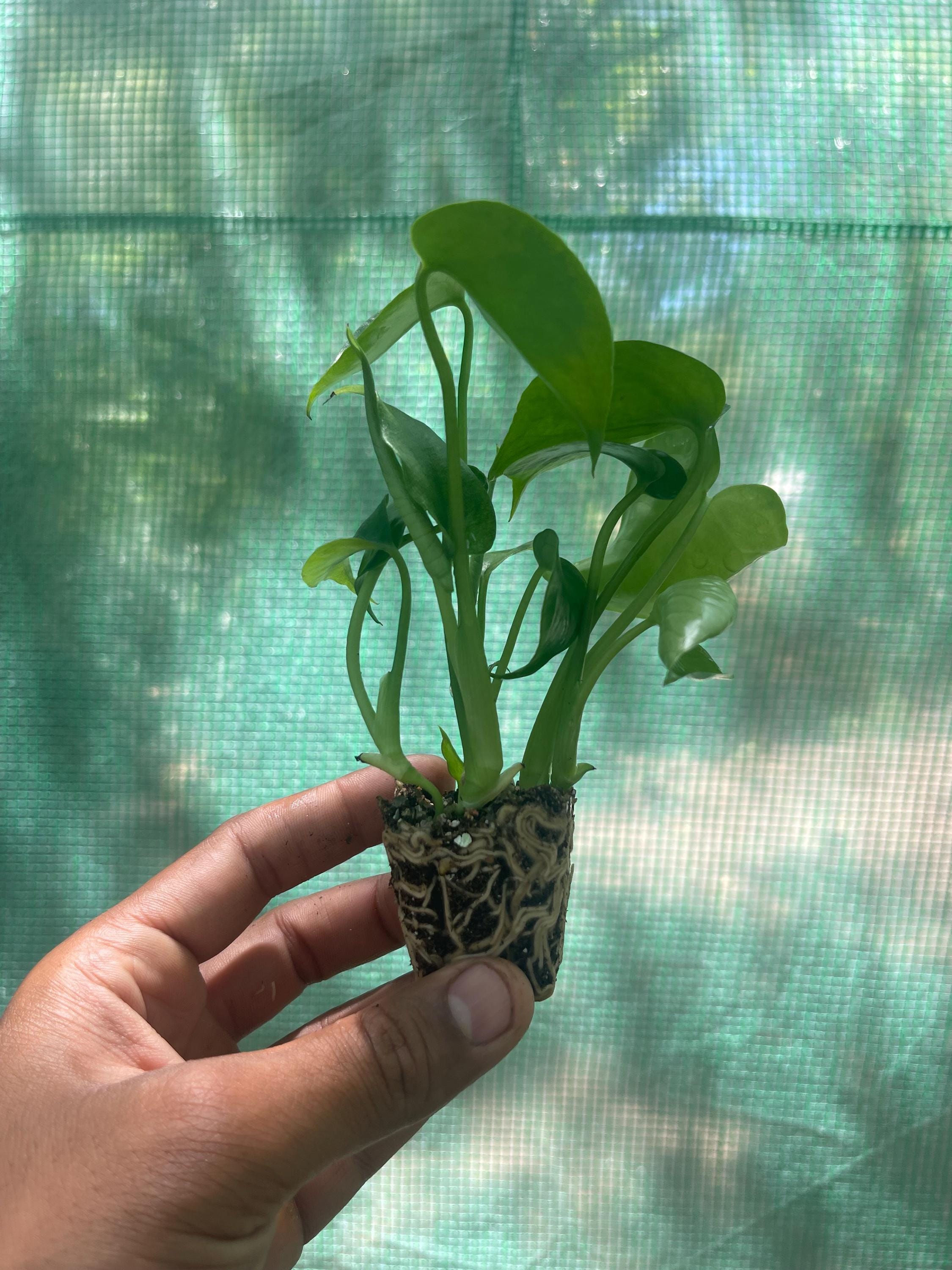 Monstera deliciosa – Swiss Cheese Plant – Tropical Houseplant – Live Rooted Plant – Edible Fruiting Aroid